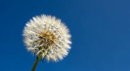 Fototapeta premium Dandelion Seed Head Against Blue Sky.