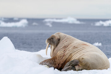  Walrus Rests Ice Floe