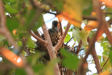 A Young Black-crowned Night Heron Chick Perched in a Tangled Nest