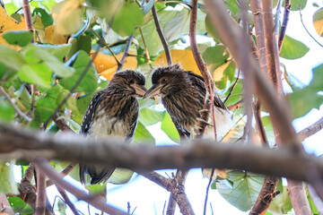 Juvenile black-crowned night herons on a branch