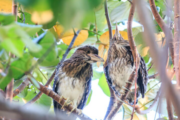 Juvenile black-crowned night herons on a branch