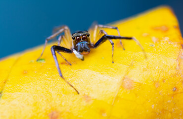 Macro photograph of a Phintella species jumping spider perched on a colorful leaf. 