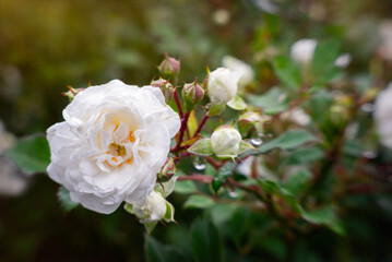 Beautiful English blooming rose garden	