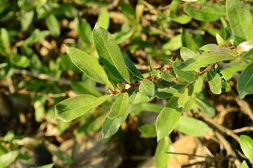 The leaves of Salix gracilistyla are narrow elliptic with sharp tips and fine serrations. Glossy green above and pale beneath, they appear in April before flowering and are vital for photosynthesis.