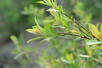 The leaves of Salix gracilistyla are long and narrow with pointed tips, glossy green above and silvery beneath.