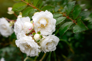 Beautiful English blooming rose garden	