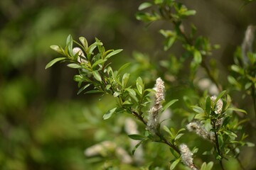 The flowers of Salix gracilistyla emerge in April before leaves, appearing as clusters of small green blossoms. They are dioecious, with separate male and female flowers, leading to hairy fruits.