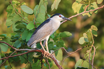 Black-crowned night heron perched on a branch
