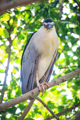 Black-crowned night heron perched on a branch
