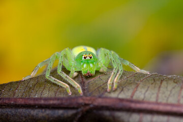 A detailed macro photograph of a Jumping Spider (Viciria praemandibularis) showcasing its distinctive white body and large eyes. 