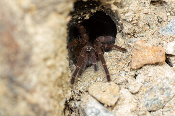 Macro close-up of a Tarantula (Phlogiellus sp.) partially emerging from its burrow, surrounded by loose soil and small stones. 