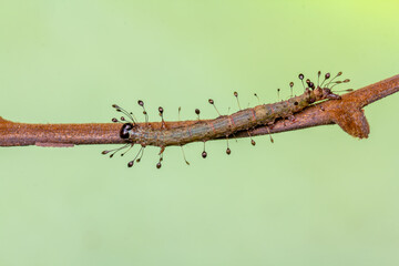 A macro photograph of an Owlet moth caterpillar (Homodes sp.) resting along a slender twig.