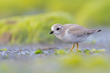 A piping plover (Charadrius melodus) juvenile on the beach.
