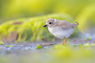 A piping plover (Charadrius melodus) juvenile on the beach.
