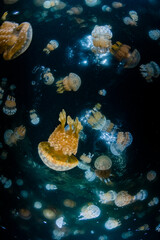 Spotted jellyfish