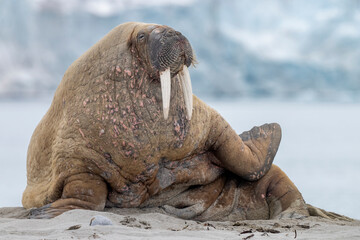 Fototapeta premium A walrus rests on an Arctic beach in Svalbard, its massive body contrasting with the icy mountains and wild beauty of the polar landscape.