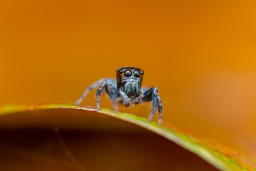 A striking macro close-up of a small jumping spider (family Salticidae) poised on a crisp autumn leaf. 