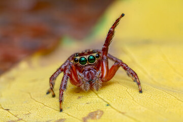 A detailed macro image of a jumping spider (cf. Pancorius species), captured on a yellow surface. 