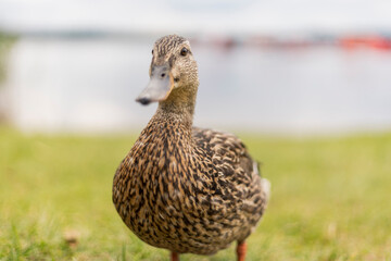 Fototapeta premium A duck with brown and black patterned feathers stands on lush green grass by the water. The landscape features soft ripples and distant boats against a bright sky, indicating a pleasant day