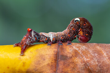 A vivid macro photograph of a fruit-piercing moth caterpillar, known for its dramatic eyespots and textured body. 