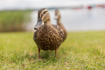 Duck explores grassy area next to a tranquil lake, showcasing its detailed feathers and curious nature during a cloudy afternoon. The calm water reflects the serene environment