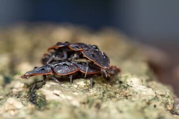 A striking macro photograph of a trilobite beetle larva (genus Platerodrilus) captured in exquisite detail as it clings to the rough texture of weathered tree bark. 