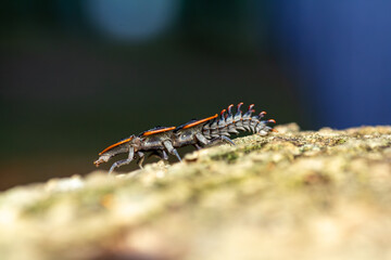 A striking macro photograph of a trilobite beetle larva (genus Platerodrilus) captured in exquisite detail as it clings to the rough texture of weathered tree bark. 