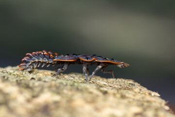 A striking macro photograph of a trilobite beetle larva (genus Platerodrilus) captured in exquisite detail as it clings to the rough texture of weathered tree bark. 