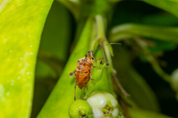 A vibrant macro photograph of an orange-hued stink bug nymph clinging to a fresh green flower bud, captured in intricate detail against a smooth, softly blurred foliage background. 