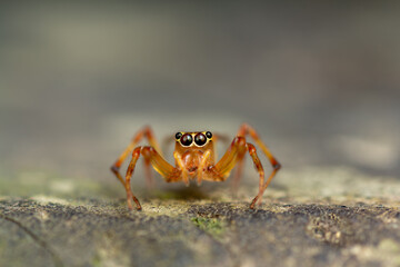 A vivid macro photograph of an orange jumping spider (Parabathippus shelfordi) perched on a green leaf against a dark background. 