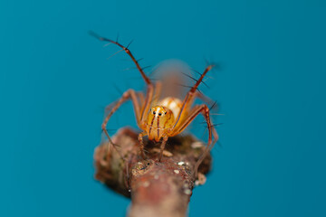 A striking macro of an orange lynx spider (Oxyopes sp.) poised on a textured twig against a smooth neutral background. 