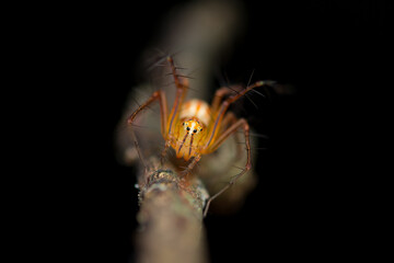 A striking macro of an orange lynx spider (Oxyopes sp.) poised on a textured twig against a smooth neutral background. 