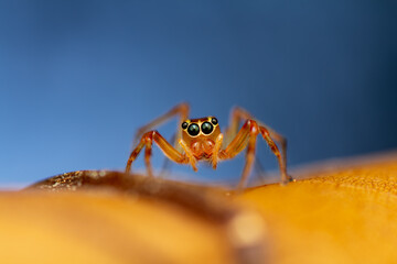 A vivid macro photograph of an orange jumping spider (Parabathippus shelfordi) perched on a green leaf against a dark background. 