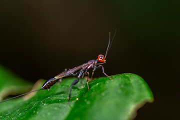 A detailed macro portrait of a slender crown wasp (family Stephanidae) with its distinctive red head and elongated ovipositor, poised on a vibrant green leaf. 