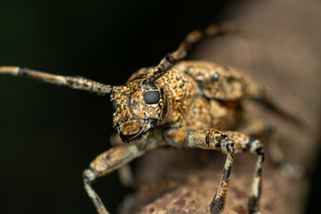 A dramatic macro photograph of a speckled longhorn beetle (genus Coptops) perched on a piece of forest debris. 