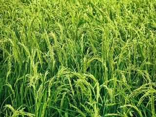 Green rice fields in the countryside
