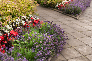 Colorful flower beds filled with red, white, and purple blooms line a stone pathway in a peaceful garden. The scene captures the beauty of spring with fresh flowers