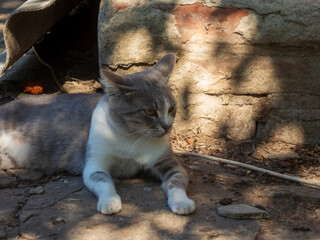 Relaxed Grey and White Cat Outdoors