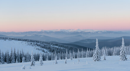Obraz premium Winter landscape featuring snow-covered evergreen trees and distant mountain peaks, bathed in the soft hues of dawn or