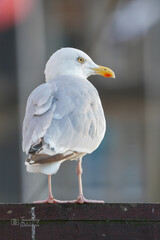 black headed gull