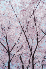pink cherry blossom