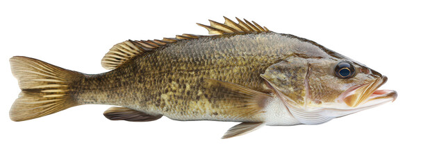 Bass fish with brown and green scales isolated on transparent background