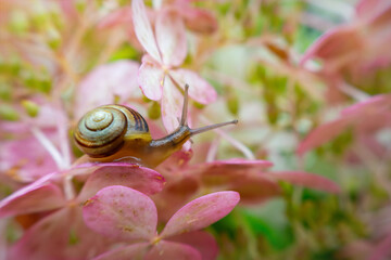 Snail in the blooming summer garden