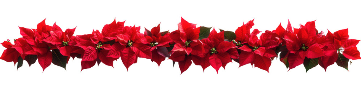 Beautiful red poinsettia flowers arranged in a row isolated on transparent background