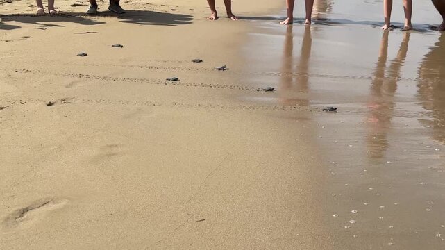 new born turtle running through the beach to the sea in Cyprus