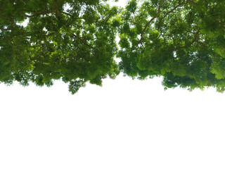 Green leaves and branches isolated on transparent background for graphic design