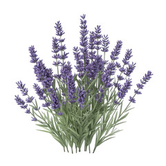 Naklejka premium Beautiful lavender plant with purple flowers isolated on transparent background