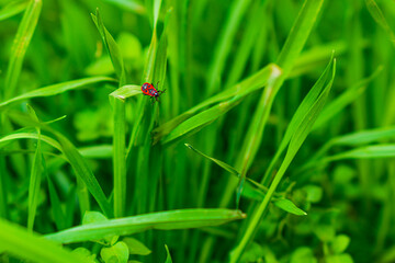 Insect red bug firefighter sits and moves between long leaves of green tall grass close-up. Nature shot of summer life