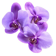 Three vibrant purple orchid flowers isolated on transparent background