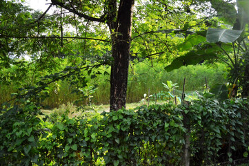 Close-up of vibrant green leaves on tree branch, natural foliage texture, fresh spring growth,